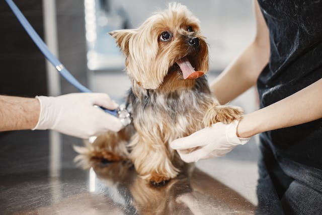 hond bij dierenarts