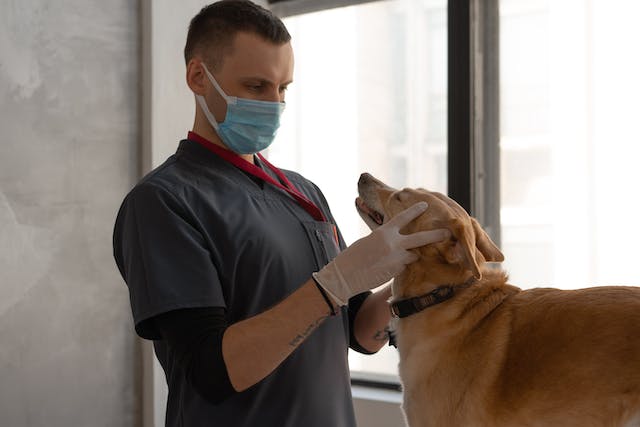 Dierenarts met een hond