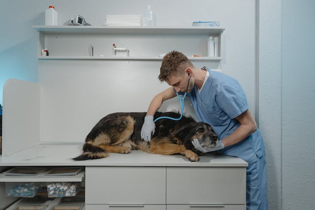 Dierenarts